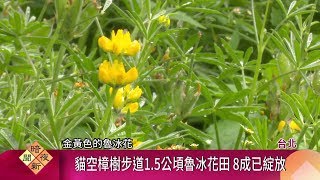 台北貓空魯冰花盛開 金黃搖曳限定1個月【客家新聞20200124】