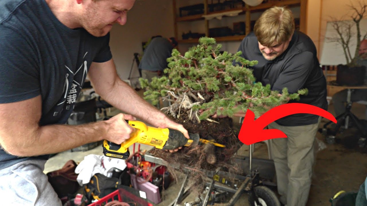 Cutting Roots Of A Bonsai With A Sawzall | Bonsai Intensive Workshop At ...