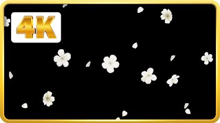 White flowers falling black screen loops