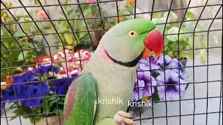 @krishik6549 #viral YouTube trending talking parrot 🦜#YouTubeviral কথাবলা টিয়াপাখি#টিয়াপাখির কথা