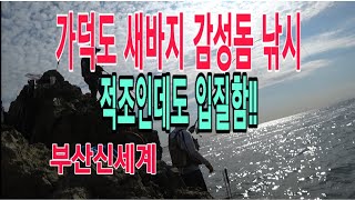 [질라이낚시TV] 가덕도 감성돔 낚시(새바지 삼억여)