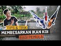 CARA KEEPING IKAN KOI SUPAYA CEPAT BESAR