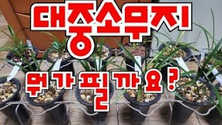 '24년 12월 29일 대중소 무지로 원플러스원