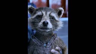 Rockets are really cute when they are young #movie #youtube #avengers #gotg #rockets