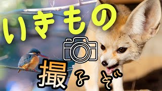 【Vlog】一眼レフカメラと望遠レンズで井の頭公園を写真撮影！