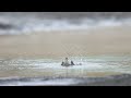 ♪鳥くん野鳥動画（千葉県船橋市三番瀬sanbanse）トウネン水浴びred neckedstint