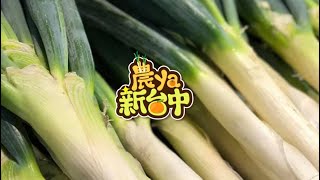 【農ya新台中】豐原大蔥