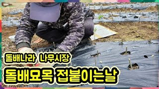 돌배묘목에 접붙이는방법/접붙이는시기/돌배종류/토종산돌배/취앙네/산향/백두산돌배