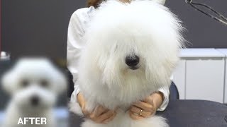 Hello. Is anybody there? / Coton de Tulear beauty hair cut.