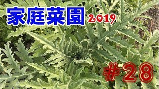 【artichoke】家庭菜園2019【#28】