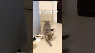 最後必死な姿が可愛すぎた#shorts #猫#かわいい