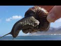 everything about snails and slugs interesting facts about snails in telugu