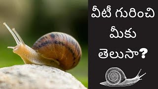 everything about snails and slugs| interesting facts about snails in telugu