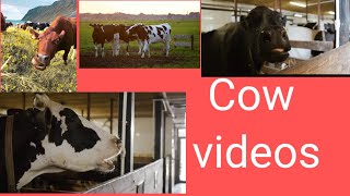 Cow videos | knickers | only cow videos | cow videos 2022 | Animal video | Wild animals | gabtoli