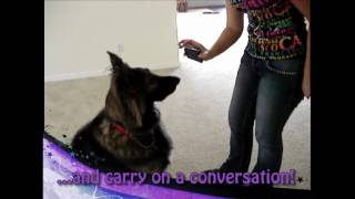 Amazing Advanced Dog Tricks - Shakti, the Shiloh Shepherd (Florida dog training)