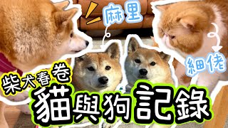 【大反差】柴犬春卷與貓貓及狗狗相處大不同 @shibaharumaki #柴犬 #貓 #shiba