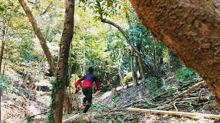 【森をはしる（フォレラン） / Forest-Running】島根県松江市大庭町「出雲かんべの里」の森 / 4月 / 広葉樹の間伐作業で明るくなった森林内を走り抜ける