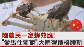 中國大陸農民一窩蜂效應! 「愛馬仕葡萄」.大閘蟹價格腰斬｜TVBS新聞