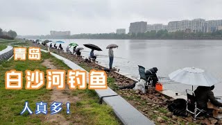 青岛白沙河边钓鱼的真多，下着雨河边都人满为患！