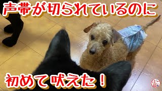 【余剰犬　トイプードル】声帯が切られているのに吠えました！