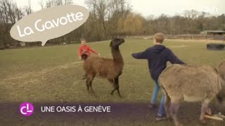 Se faire attaquer par un lama - La Gavotte