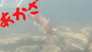 希少淡水魚アカザが取れました【水中撮影】【京都】