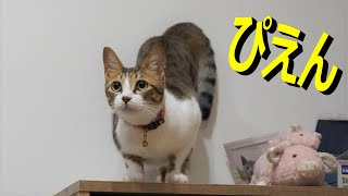 大きくなっても猫パンチされる ぴえん【猫 Vlog】