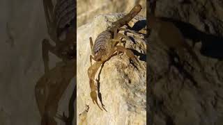 Close up Scorpion#forest #animals #shortvideo