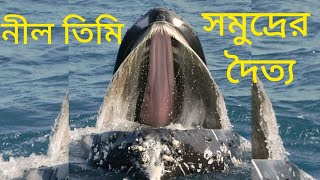 নীল তিমি - সমুদ্রের দৈত্য | Blue Whale | Ajana Biswa