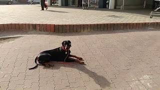 Výcvik základnej poslušnosti bez vodítka│Doberman Daisy│CaniBond - výcvik a prevýchova psov