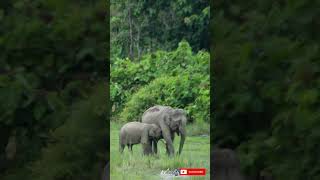 Elephants family with big tusker elephant eating inside the forest