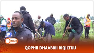 QOPHII DHAABBII BIQILTUU