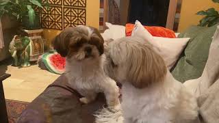 Shih tzu barking and fighting