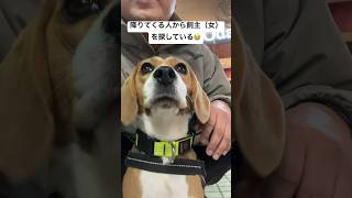 飼主の帰りを待つビーグル犬 #dog #beagle