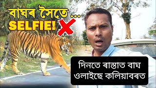 ধুনীয়া কিন্তু ভয়ংকৰ পথ! বাঘৰ সৈতে SELFIE! 🐯 Encountering Royal Bengal TIGER on Road | Tiger crossing