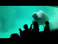 Kids and Walrus at the Point Defiance Zoo