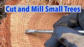Reasons to Cut Down & Mill Small Trees - Douglas fir on Woodmizer LT15 Sawmill