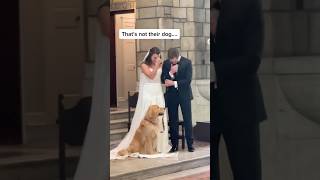 An Unlikely Wedding Crasher: Priest’s Dog Joins the Ceremony