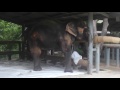 Visiting the World's First Elephant Hospital