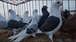 RADOM Gołębie pigeons targ Andrzej W. 5.12.2024 💥Gołębie jasne i wyszwance Andrzeja Radom💥