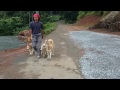 犬のしつけ　多頭飼い散歩　シベリアンハスキー　静岡県浜松市