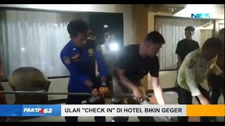 Ular Check In Di Hotel Bikin Geger - Fakta +62