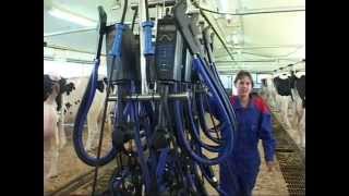 DeLaval Carrier Rail in stanchion barn