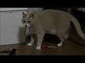 猫とベタッと開脚！【猫日記こむぎ＆だいず】2016.11.06