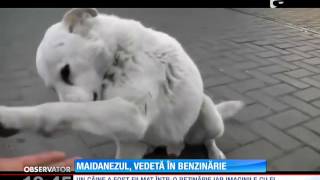 Maidanezul vedetă în benzinărie