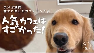 【人気ドッグカフェ】犬カフェの作法と映え写真に挑戦したゴールデンレトリバーたち🐶💛 Funny Dog :) はななん日記♡