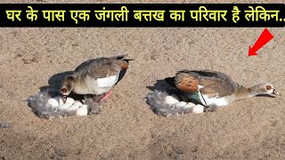 जंगली चीनी बत्तख का जीवन कहानी | Bird Story-38 | The life cycle of a Wild Chinese Duck | Wildlife