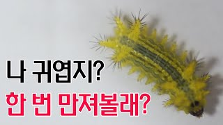 먹파리와 쐐기벌레 예방법 대처방법