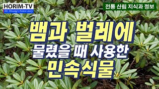 뱀과 벌레에 물렸을 때 사용하는 민속식물, 숲 전문 HORIM-TV