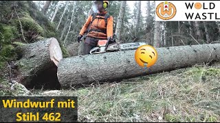 Windwurf aufarbeiten mit Stihl MS 462